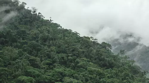 A Trillion Reasons to Protect the Forests
