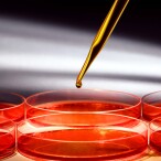 Medicinal-Biotechnology-in-Germany