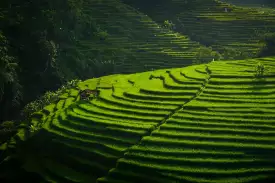 " "
