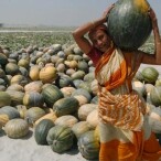 a-sandbar-covered-in-pumpkins-helped-bring-me-to-bcg-tcm9-245988.jpg