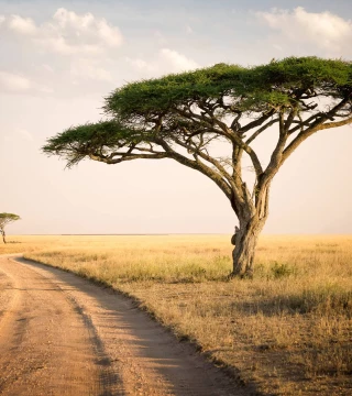 BCG in Africa