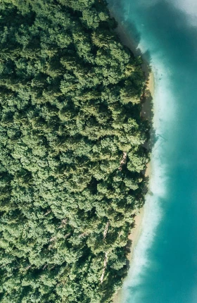 Aerial image of a blue ocean that reflects the sky and meets a forested coastline.