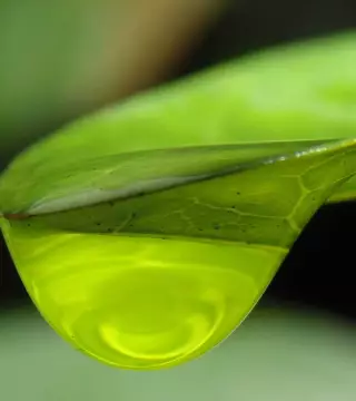 Close-up image of a green leaf with a water droplet on it