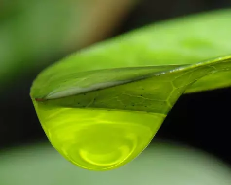 Close-up image of a green leaf with a water droplet on it