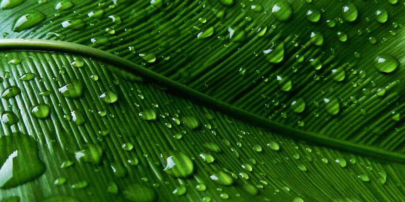 The Durable Benefit of Corporate Vitality