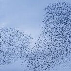 Adopting-Agile-The-Biggest-Organizational-Change.jpg