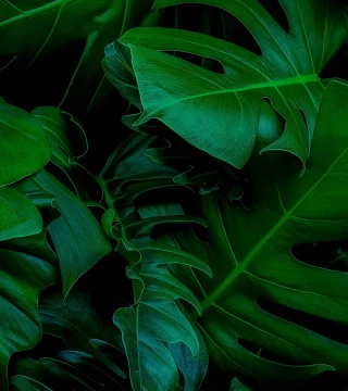 BCG-Green-Book.jpg