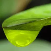 Close-up image of a green leaf with a water droplet on it