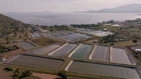 BCG’s Work in Regenerative and Sustainable Aquaculture Helps Fight the Nutrition Gap
