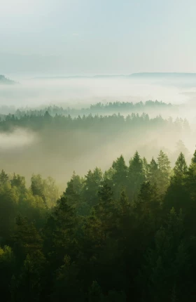 Use Climate Action to Gain Efficiency, Talent, and Growth