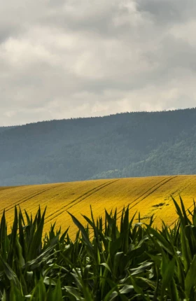 Decarbonising-the-Agriculture-Forestry-and-Land-Use-Sector-in-South-Africa.jpg