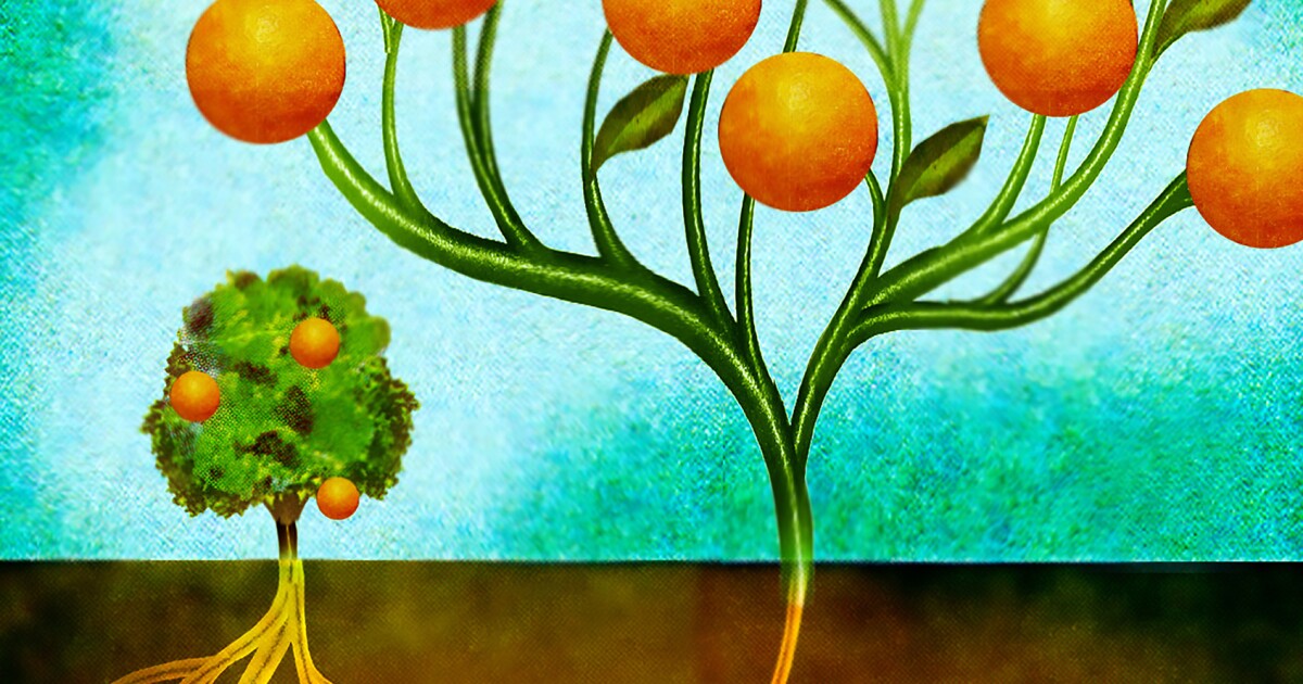 How Discounters Are Remaking The Grocery Industry