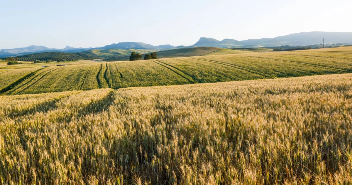Der Weg Zu Regenerativer Landwirtschaft in Deutschland – Und Darüber Hinaus Der Weg Zu Regenerativer Landwirtschaft in Deutschland – Und Darüber Hinaus