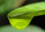 Close-up image of a green leaf with a water droplet on it
