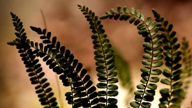 NEW | BCG Publication Placeholder 1