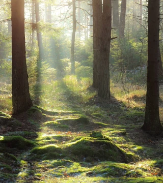 Nordic Net Zero Hero
