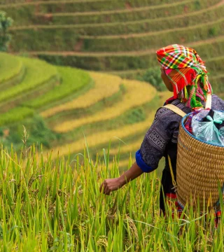 Person with straw backpack looking out over a field of crops