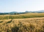 The Case for Regenerative Agriculture in Germany—and Beyond | rectangle