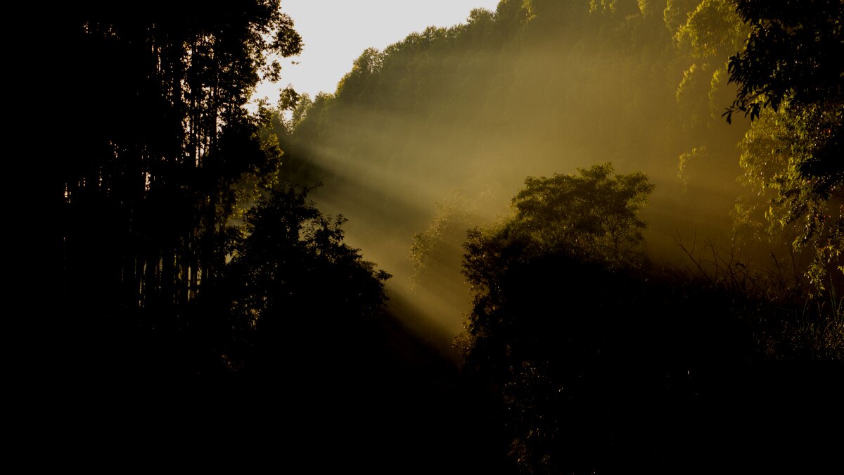 The Staggering Value Of Forests And How To Save Them Bcg