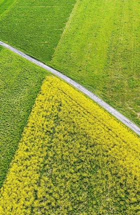 Aerial view of green field