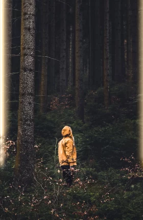 Person standing between two pillars of light in a forest