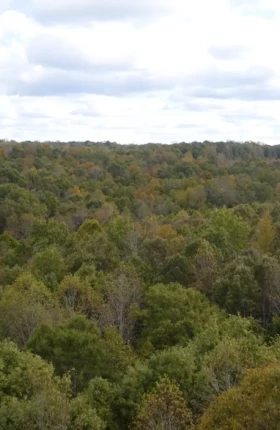 Fighting Climate Change with Family Forests