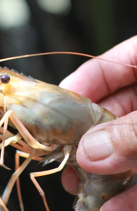 shrimp-farmers-rectangle-2-tcm9-235059.jpg