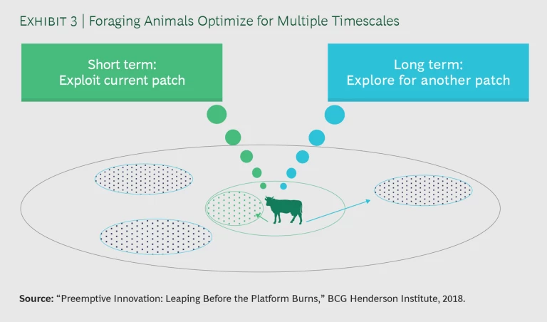 Foraging Animals Optimize for Multiple Timescales