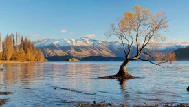 accelerating-new-zealand-net-zero-journey-Rectangle.jpg