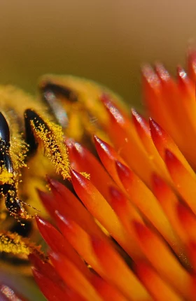 the-Biodiversity-Imperative-for-Business-Preserving-the-Foundations-of-Our-Well-Being-Rectangle.jpg