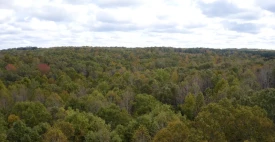 "Fighting Climate Change with Family Forests"
