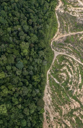 Deforestation & Conversation Free Supply Chain: A Guide for Action