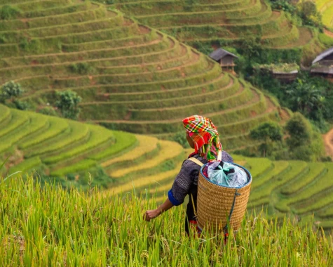 Person with basket on back walking through rice patties