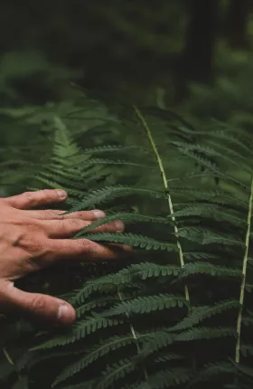 Person's hand reaching into green fern