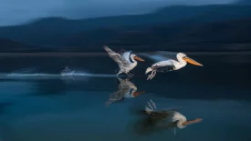 Pair of pelicans flying over water