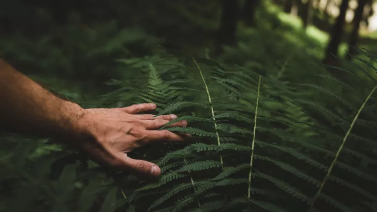 Person's hand reaching into green fern