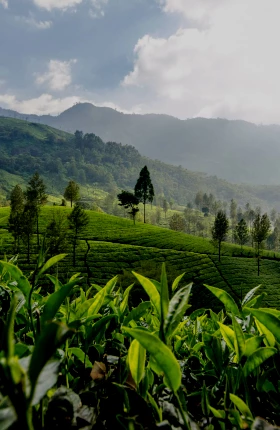 The Voluntary Carbon Market Is Thriving | Rectangle
