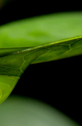 Close-up of a part of a leaf