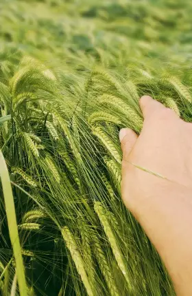 time-to-plant-2880x1620-tcm9-201605.jpg