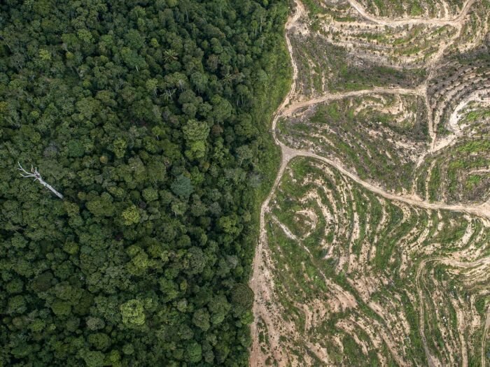Deforestation & Conversation Free Supply Chain: A Guide for Action