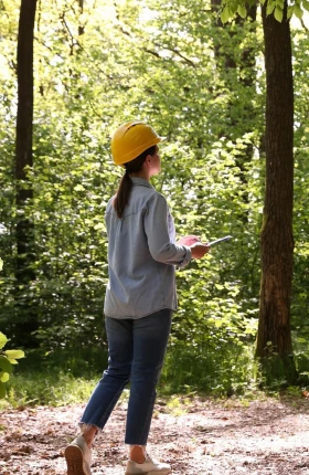 How Forests Can Revitalize Carbon Markets | Rectangle