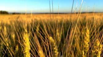 The True Cost of Food - Rectangle