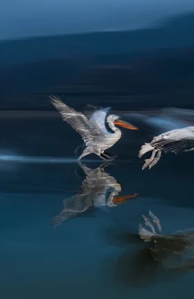Pair of pelicans flying over water