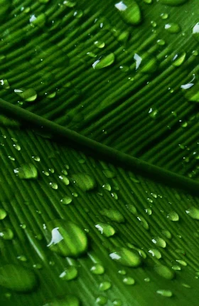 The Durable Benefit of Corporate Vitality