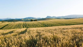 The Case for Regenerative Agriculture in Germany—and Beyond | rectangle