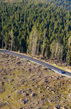 For Consumer Companies, It Will Take Collective Action to Fight Deforestation - rectangle