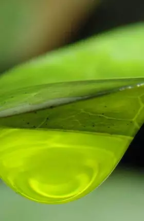 Close-up image of a green leaf with a water droplet on it