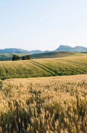 The Case for Regenerative Agriculture in Germany—and Beyond | rectangle